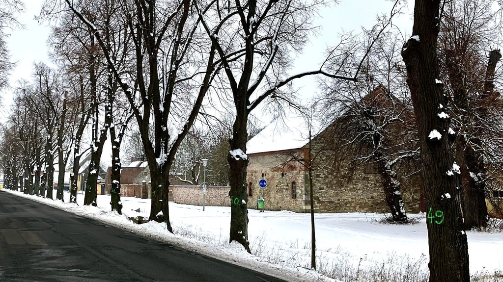 Nummern an den Linden am Witteanger im Falkensteiner Ortsteil Reinstedt erinnern noch an die jüngsten Baumpflegearbeiten an der Allee. Sie ist naturschutzrechtlich geschützt.
