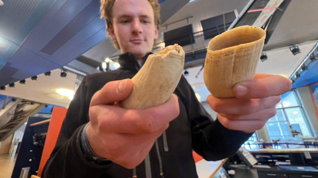 Die wertvollen Zähne des Pottwals sind im jetzt auf Sylt ausgestellten Unterkiefer durch Kunstzähne ersetzt, um Diebstahl vorzubeugen.