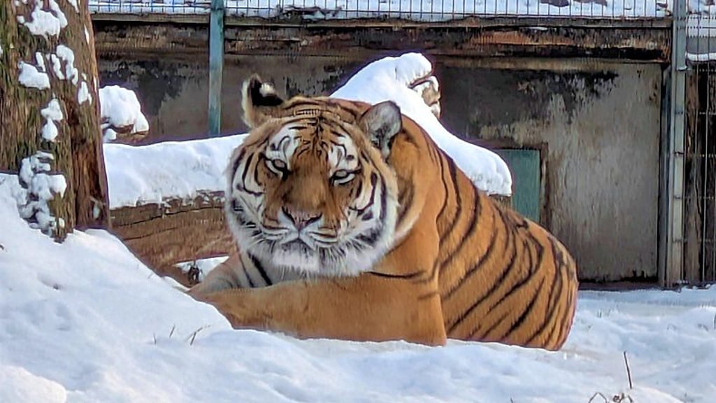 Die Sibirischen Tiger im Stendaler Tiergarten genießen augenscheinlich die Winterzeit. 