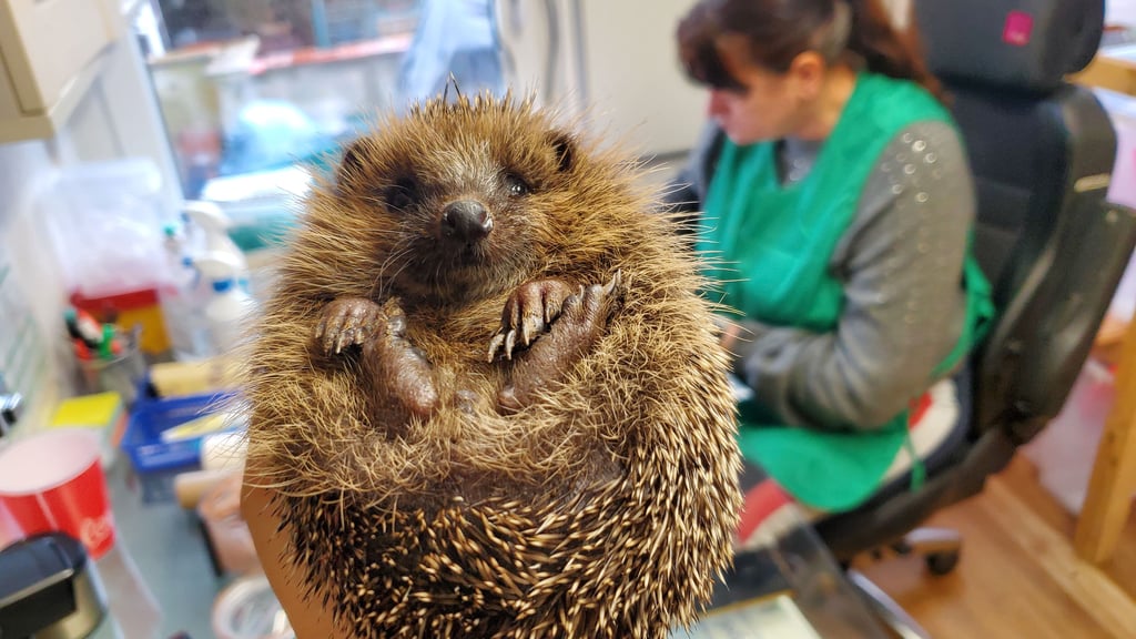 Aufgepäppelt wird im Igelkrankenhaus in der Börde gerade Igelbaby Friederike. Immer wieder kommen Igel auch als Waisen ins Igelkrankenhaus, weil die Mütter durch Mähroboter ihr Leben verloren haben.