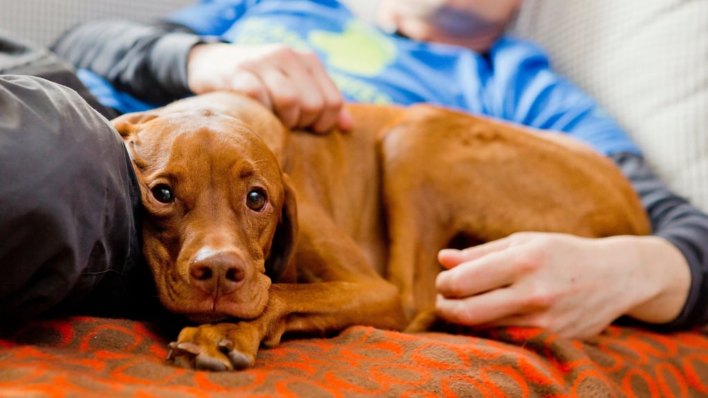 Im Kontakt mit Tieren schüttet unser Körper Oxytocin aus. Dieser Effekt kommt tiergestützten Therapien zugute.