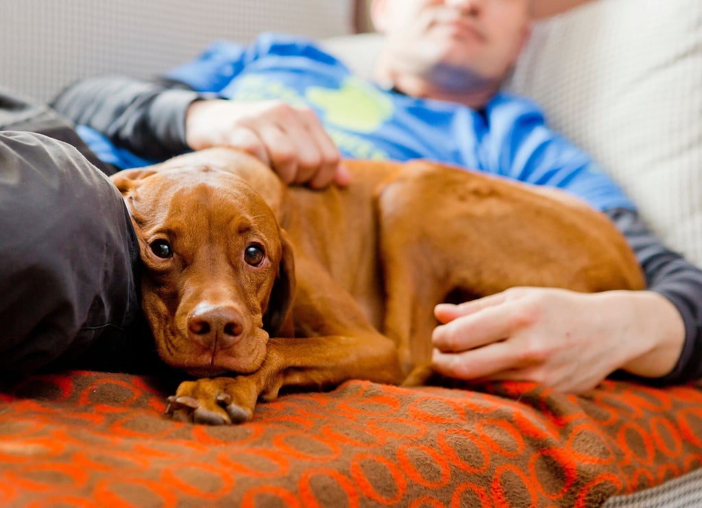 Im Kontakt mit Tieren schüttet unser Körper Oxytocin aus. Dieser Effekt kommt tiergestützten Therapien zugute.