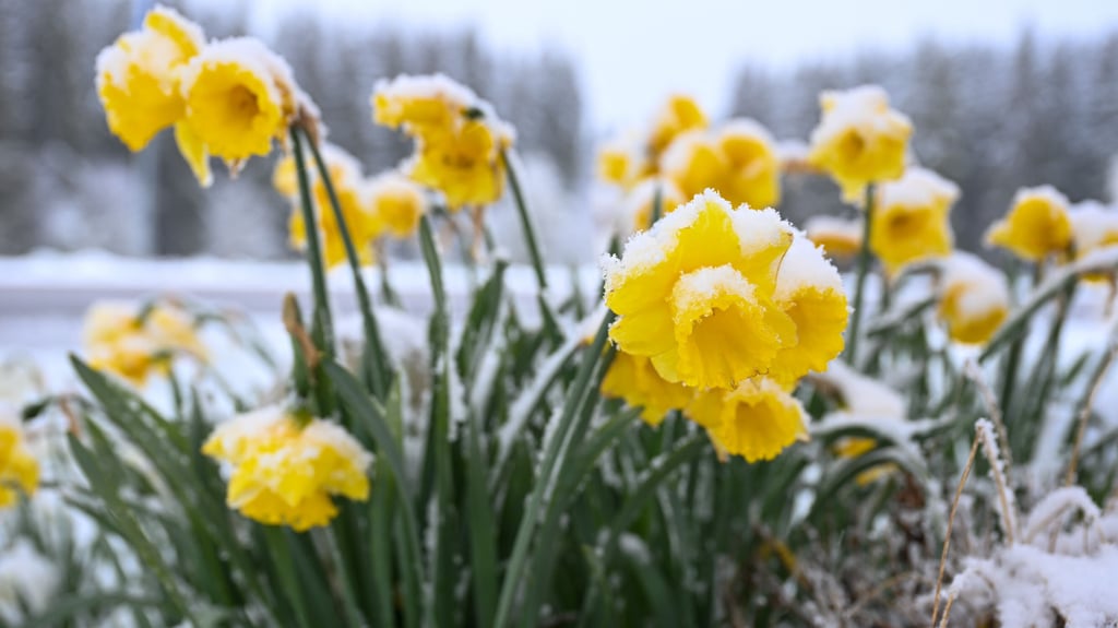Wenn es nach den Temperaturen geht, könnte der Frühling laut Wetterexperten deutlich später beginnen.