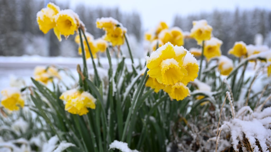 Wenn es nach den Temperaturen geht, könnte der Frühling laut Wetterexperten deutlich später beginnen.