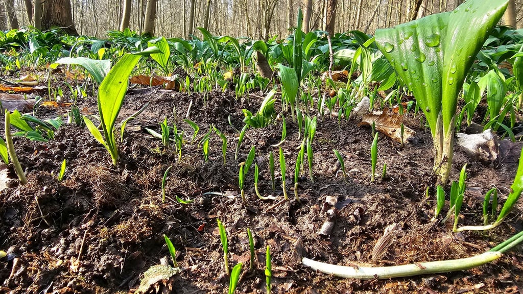 Die Polizei hat Bärlauch-Diebe gefasst. (Archivbild)