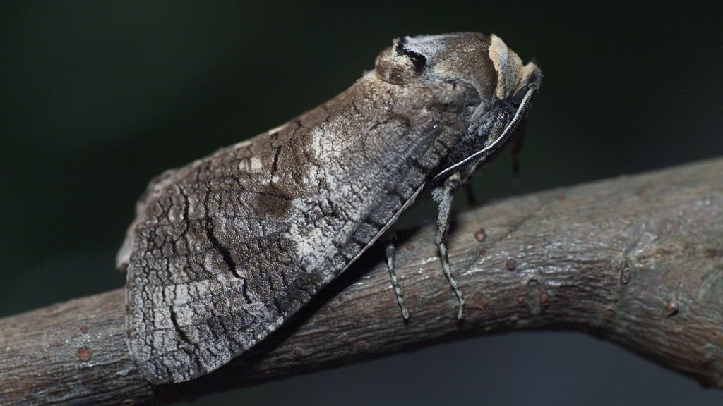 Eher unscheinbar ist dieser Mitbewohner in Halle im ausgewachsenen Zustand.