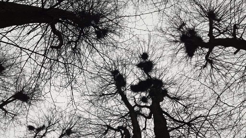 Weil die Bäume im Stadtpark noch nicht belaubt sind, lässt sich das Ausmaß der Krähenkolonie aktuell noch gut erkennen.
