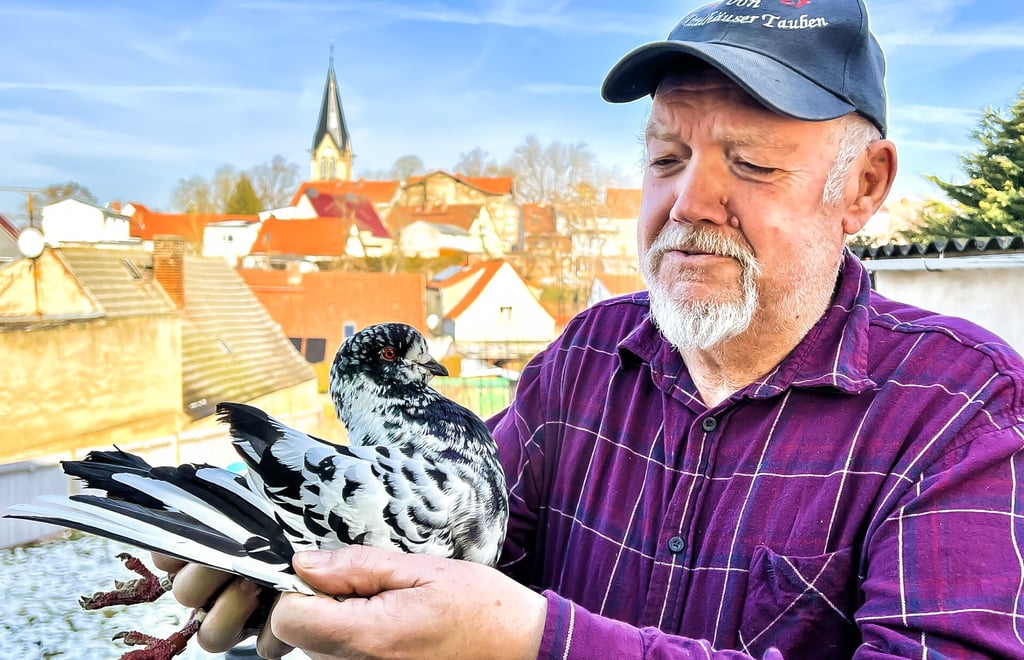 Michael Knoth hat sich auf die Zucht von zwei Taubenrassen spezialisiert: Modeneser Schietti (auf dem Foto) und Mittelhäuser. 