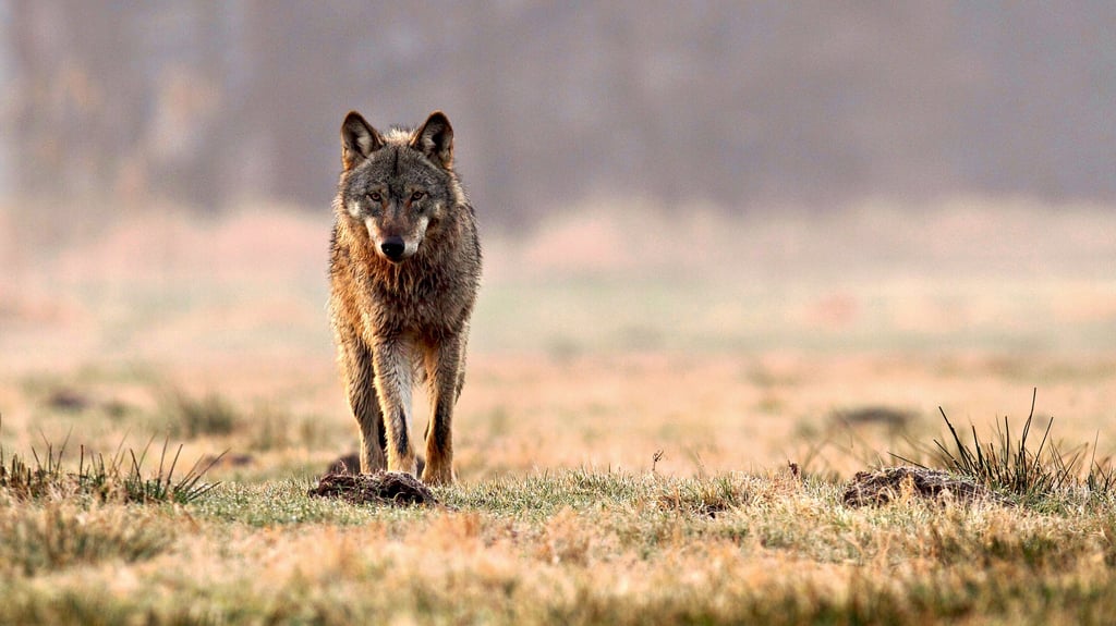 Ein Wolf in freier Wildbahn. Auch im Jerichower Land sind mehrere Rudel beheimatet.