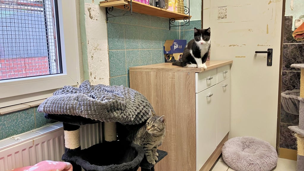 Das Tierheim in Bitterfeld kommt durch eine Katzenbaby-Welle an seine Grenzen und fordert zur Kastration auf.