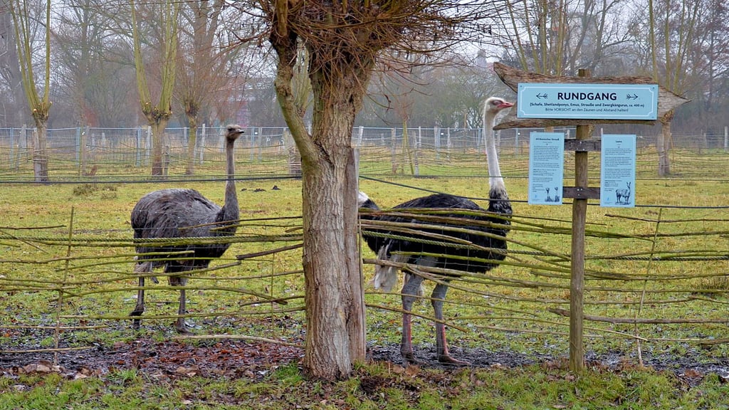 Straußen schauen im  Tierpark am Jeetzeufer in Salzwedel trotz Kälte neugierig über den Zaun.