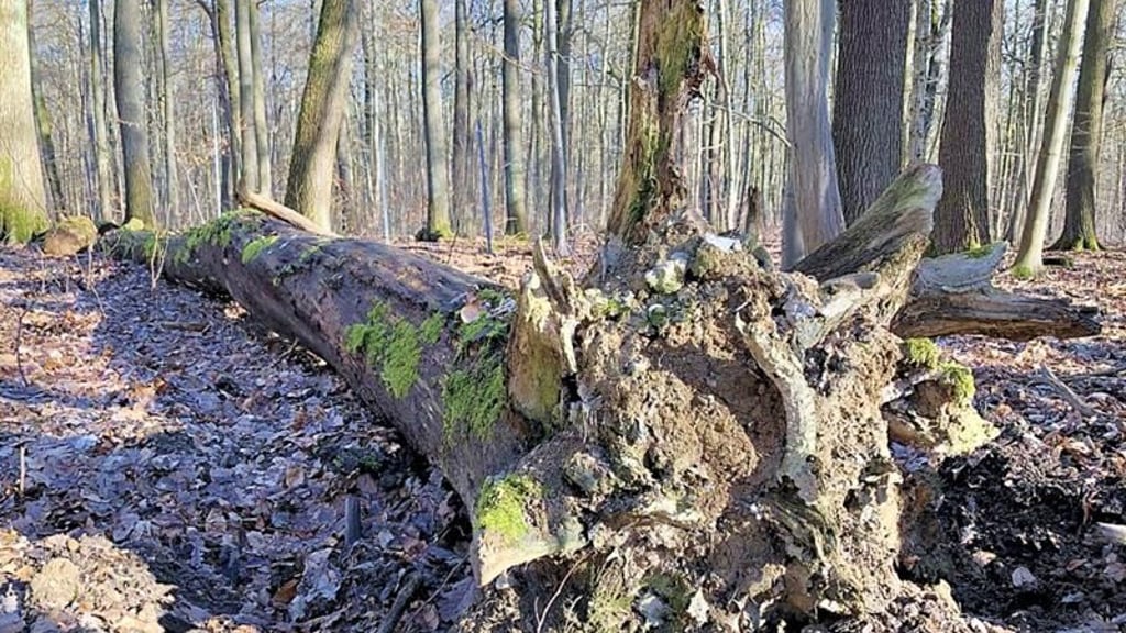 Wegen der vielen geschädigte Bäume - der Landesforstbetrieb lässt in Mansfeld-Südharz schon seit einigen Jahren keine privaten Selbstwerber mehr zum Holzmachen in den Wald.