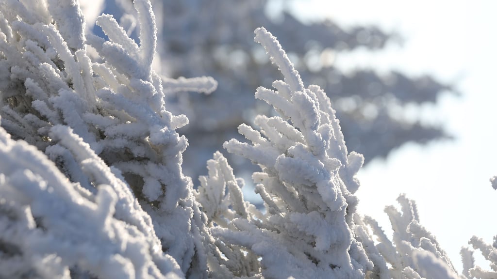 In Sachsen-Anhalt bleibt es auch in den nächsten Tagen frostig.