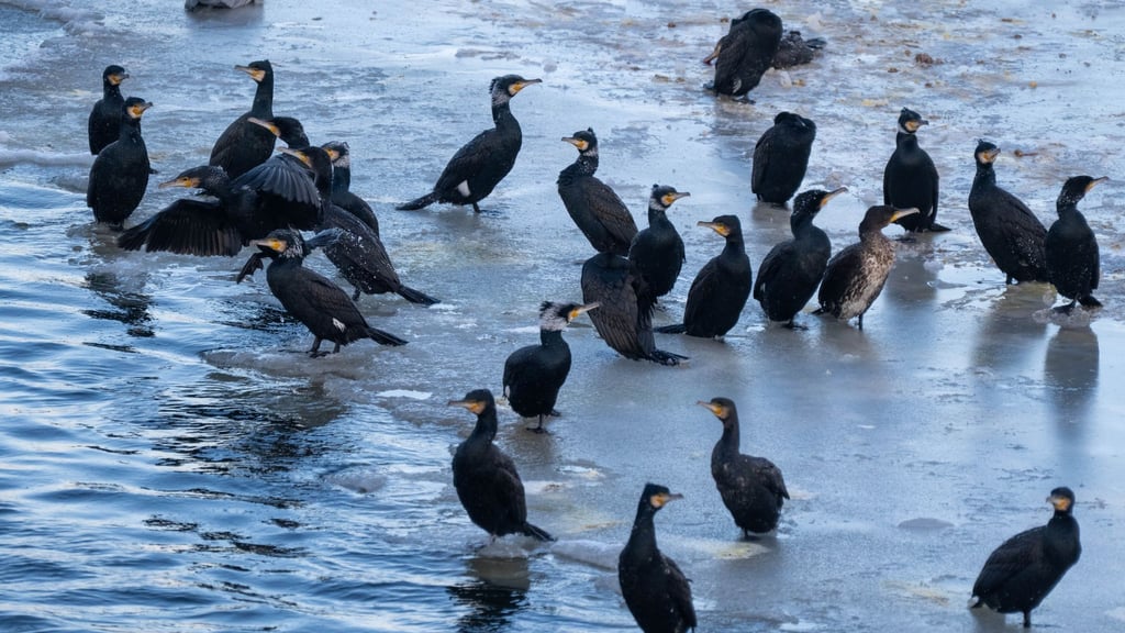 Kormorane stehen im Winter öfter auf dem Eis. (Archivbild)