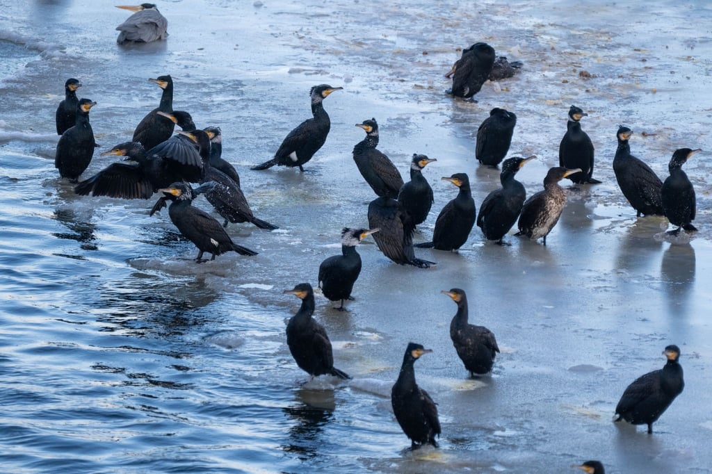 Kormorane stehen im Winter öfter auf dem Eis. (Archivbild)