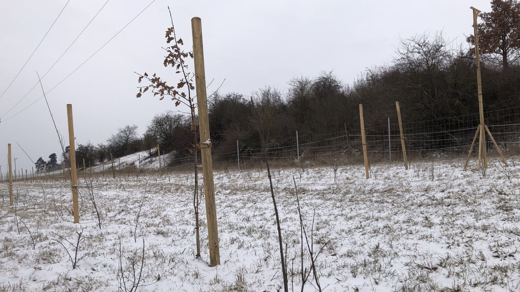 Unterschlupf und Nahrung für Vögel, Säugetiere und Insekten: Über eine Ausgleichs- und Ersatzpflanzung für den Bau der Fahrradstraße  in Quedlinburg wurde am Hüttenweg begonnen, einen Strauch-Baum-Streifen anzulegen.