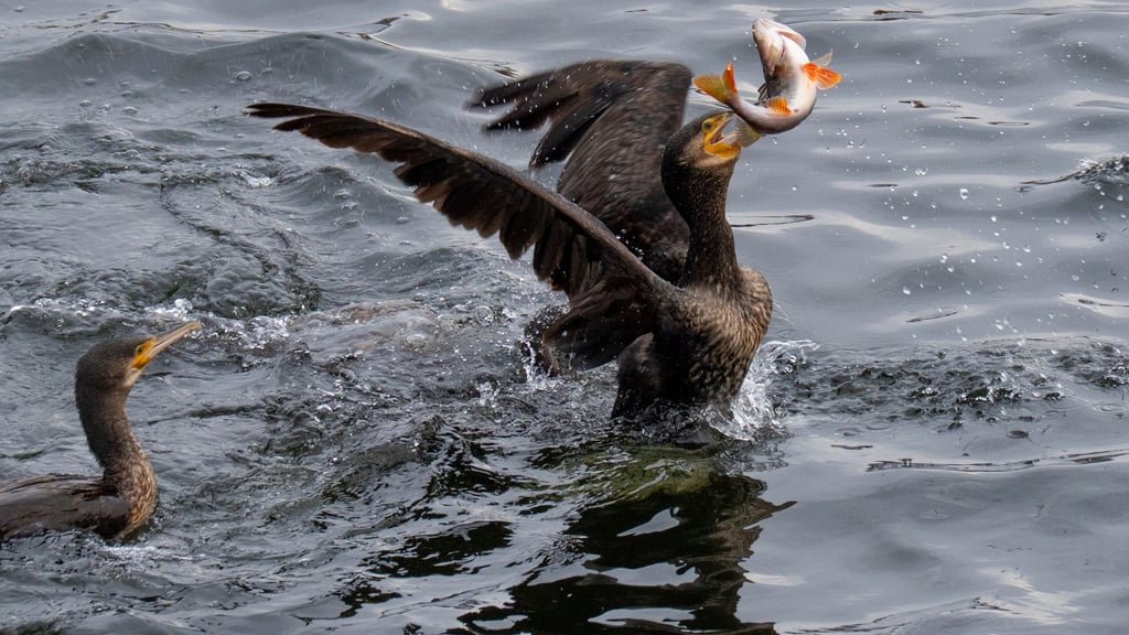 Kormorane futtern gerne Fisch ‒ und stehen damit gelegentlich in Konkurrenz zum Fischereiwesen. (Archivbild)