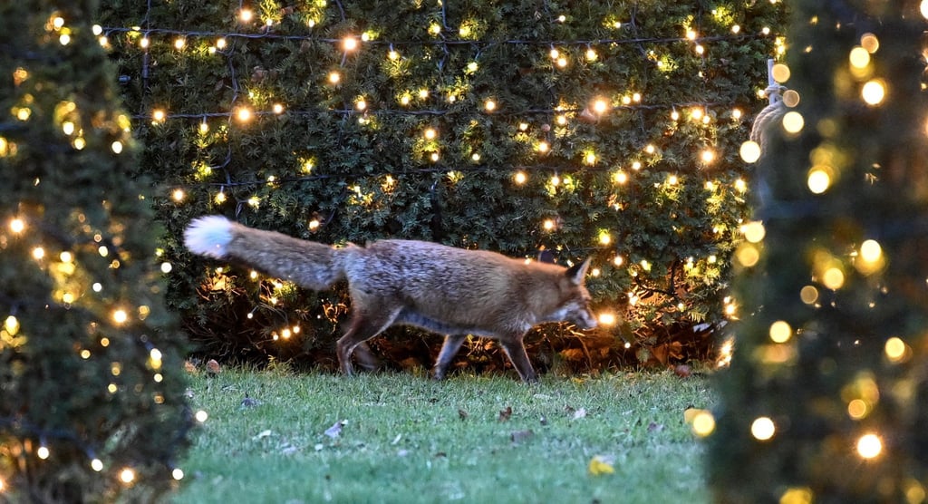 Besonders viele Anfragen bei „Wildtiernah“ gab es unter anderem zu Füchsen. (Symbolbild)