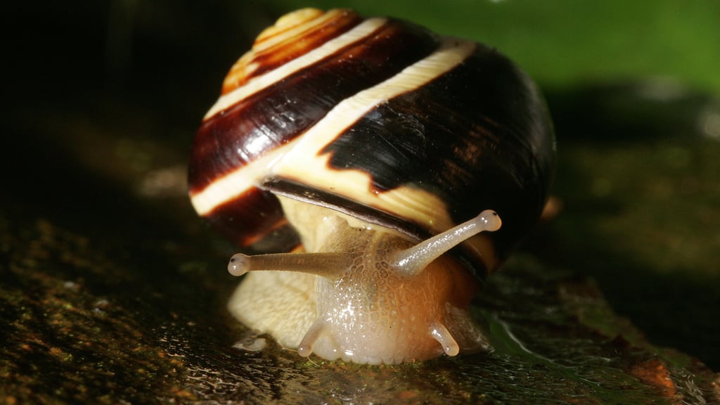 Seine Umgebung genau im Blick, um sich ihr anzupassen hat dieser tierische Nachbar in Halle. 