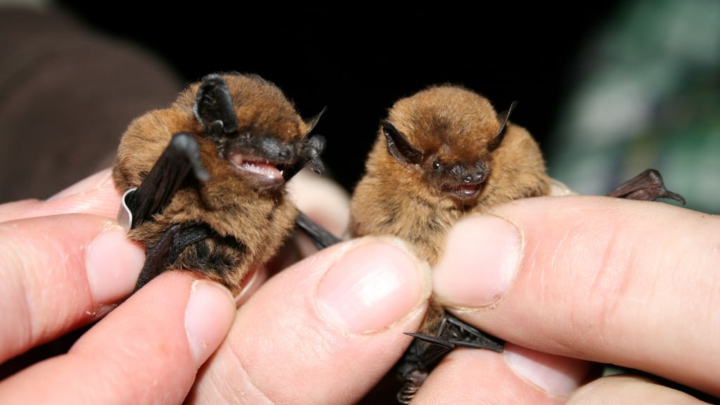 Links eine Zwergfledermaus, rechts eine Mückenfledermaus. Die Zwergfledermaus ist typisch für den Harz, die Mückenfledermaus lebt in den großen Flussauen im Tiefland. 