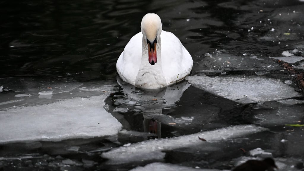 Geflügelpestausbruch bei zwei Schwänen im Kreis Höxter. (Archivbild)