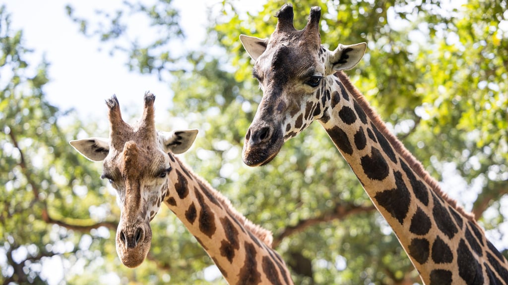 Bis Montag lebten noch zwei Rothschild-Giraffen im Erlebnis-Zoo Hannover. (Archivbild)