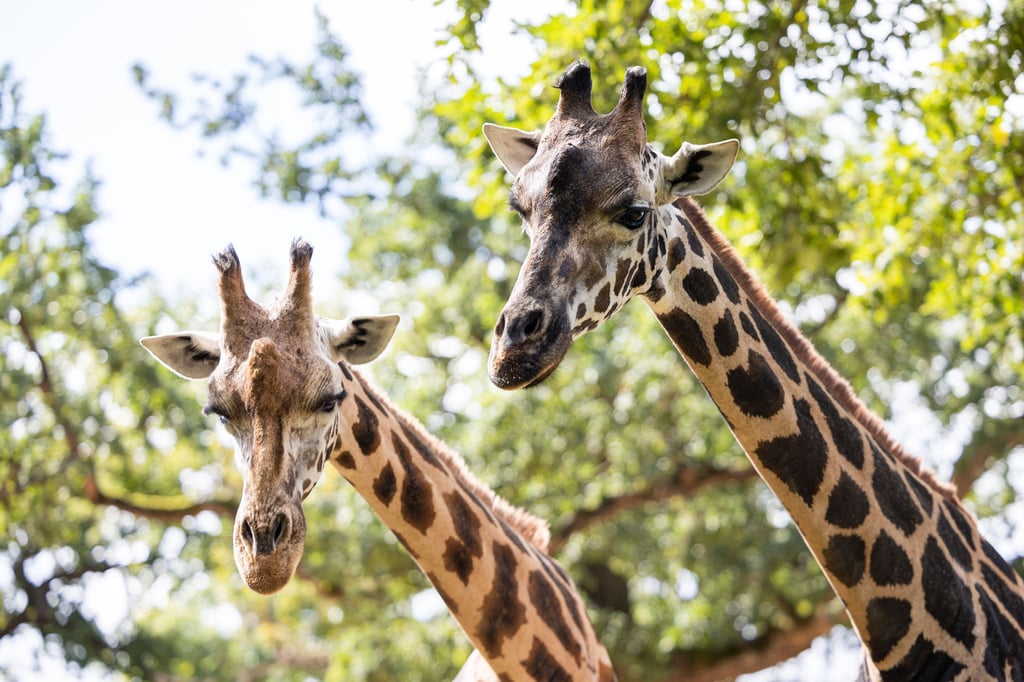 Bis Montag lebten noch zwei Rothschild-Giraffen im Erlebnis-Zoo Hannover. (Archivbild)