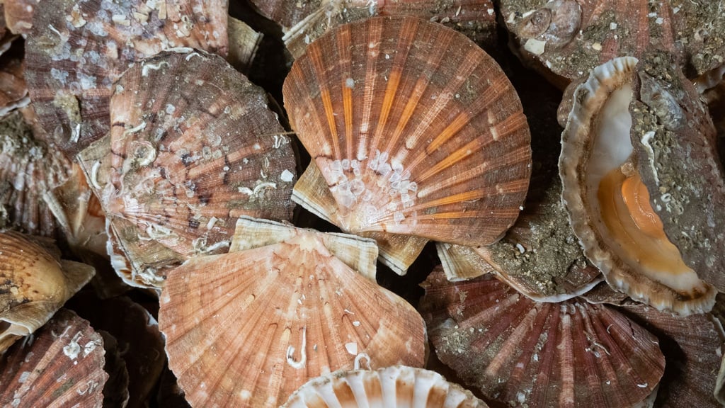 Jakobsmuscheln können bis zu 15 Zentimeter groß werden, haben flache, rötlich-braune Schalen mit strahlenförmigen Rippen sowie zwei „Ohren“, die symmetrisch rechts und links von der Schale abstehen.