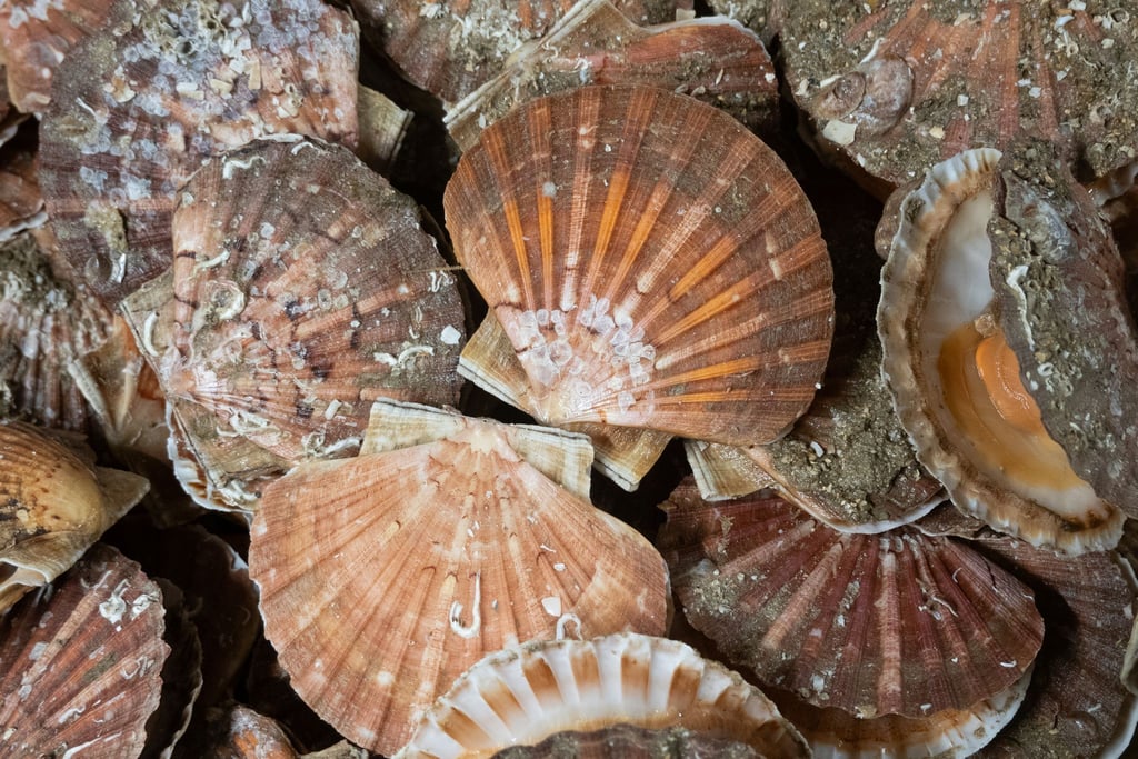 Jakobsmuscheln können bis zu 15 Zentimeter groß werden, haben flache, rötlich-braune Schalen mit strahlenförmigen Rippen sowie zwei „Ohren“, die symmetrisch rechts und links von der Schale abstehen.