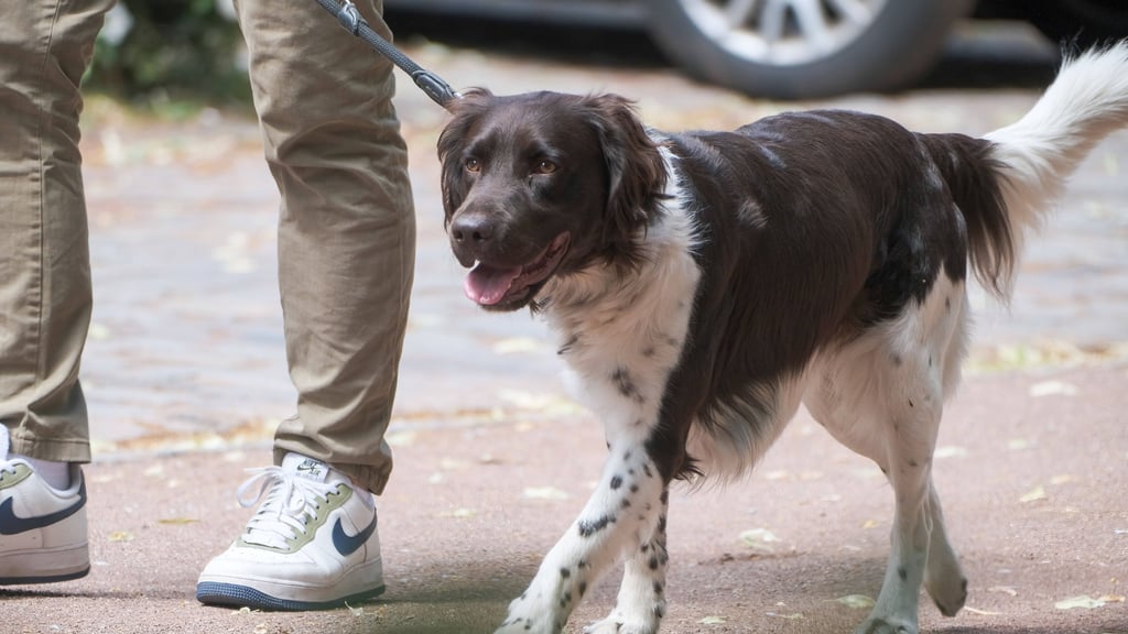 Ein 35-Jähriger hatte den Hund mit nach Hause genommen. 