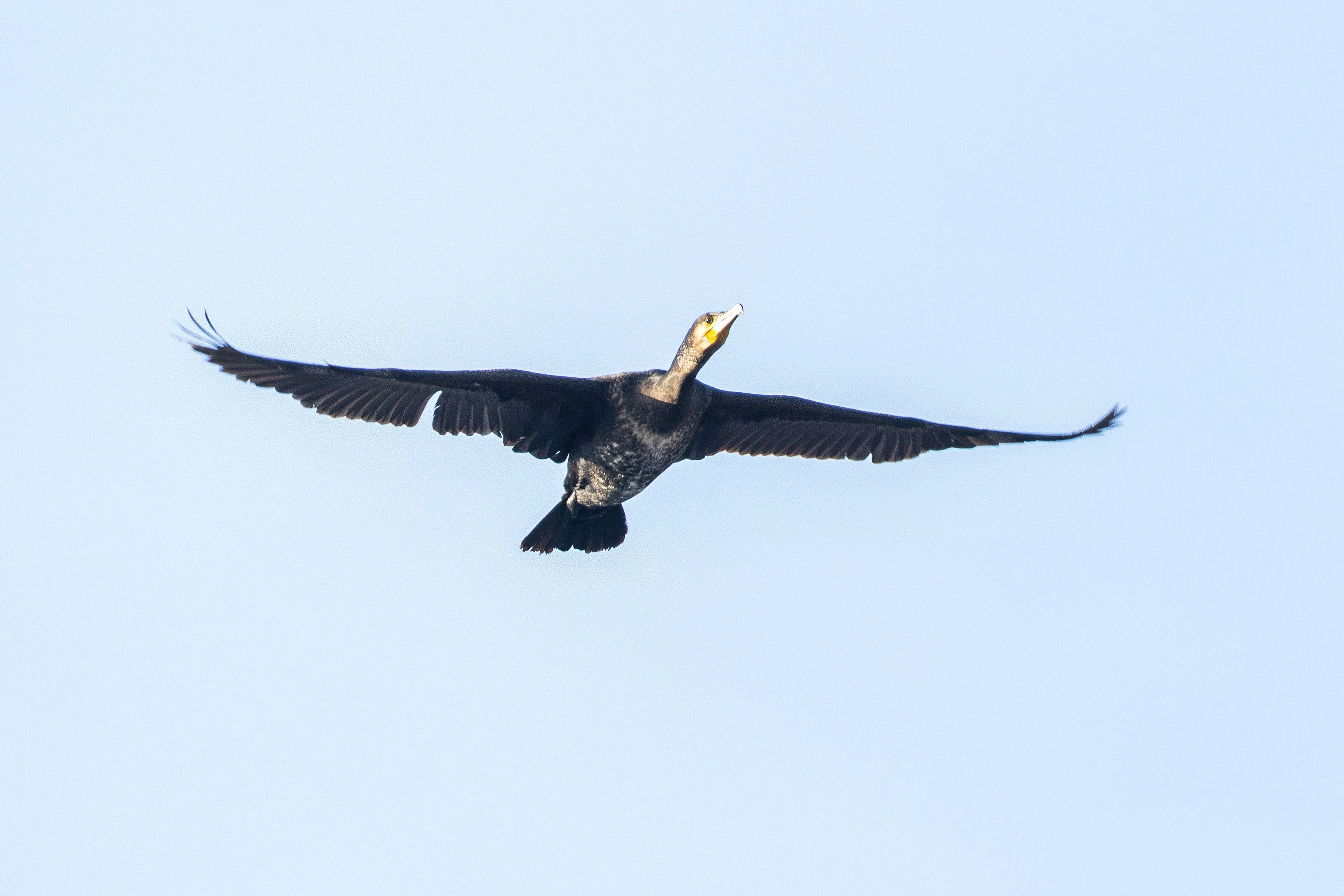 Winter an Holtemme und Bode: Plötzlich Kormorane im Harz: Warum die geschützten Wasservögel jetzt ums Überleben kämpfen
