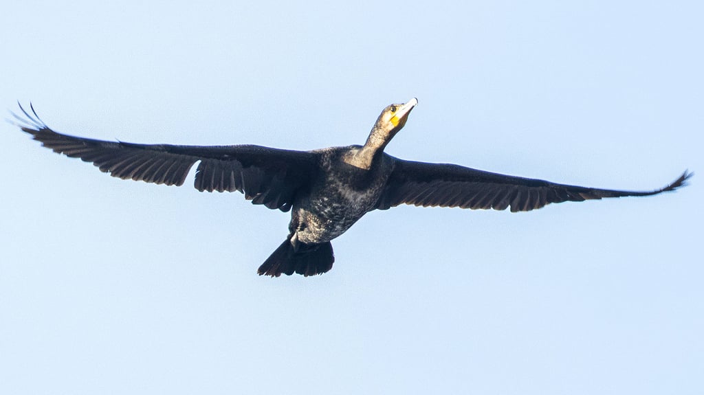 Ein Kormoran fliegt über den Forellenteich in Ilsenburg im Landkreis Harz.