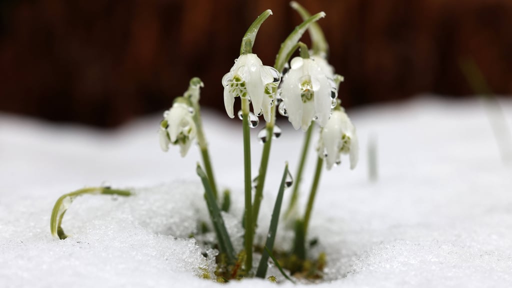 Wenn es nach den Temperaturen geht, könnte der Frühling laut Wetterexperten deutlich später beginnen.