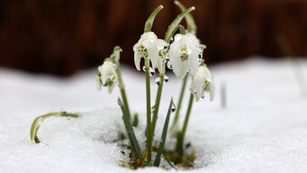 Wenn es nach den Temperaturen geht, könnte der Frühling laut Wetterexperten deutlich später beginnen.