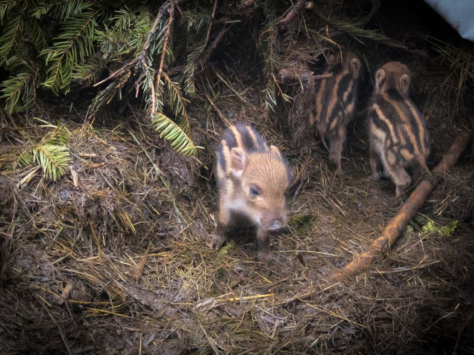 Ausflugstipp im Harz: Tiergarten in Halberstadt: Diese Tiere könnten 2026 Nachwuchs bekommen