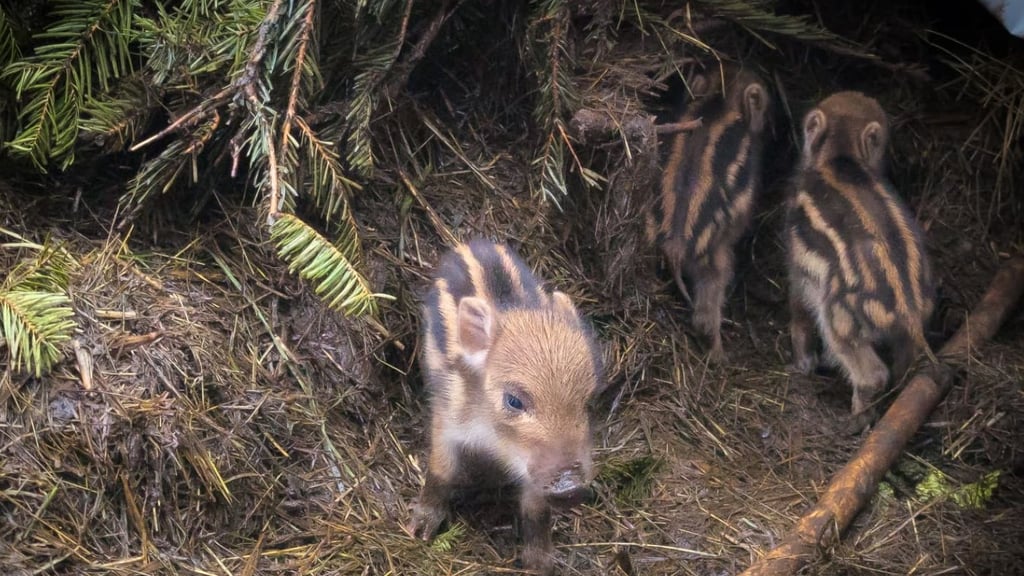 Tierischer Zuwachs im Tiergarten Halberstadt: Am 12. Februar haben Frischlinge das Licht der Welt erblickt.