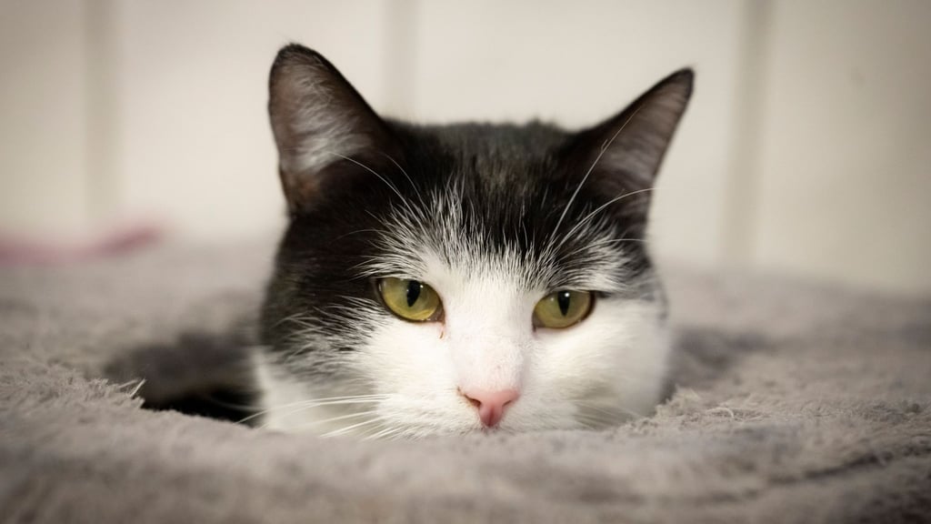 Die Katze Shila hat schon viele Abenteuer erlebt.