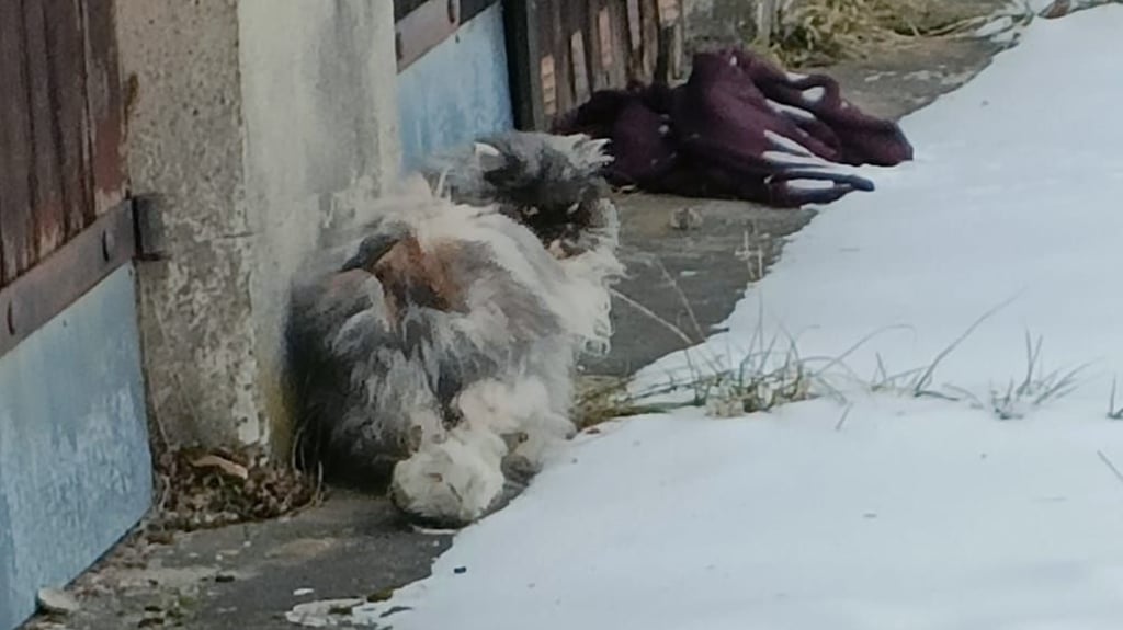 Verfilzte Katze bei einem Garagenkomplex Ecke Gartenstraße/Tuchmacherstraße macht Salzwedelern große Sorgen. Pfotenhilfe und Tierheim wurden eingeschaltet.