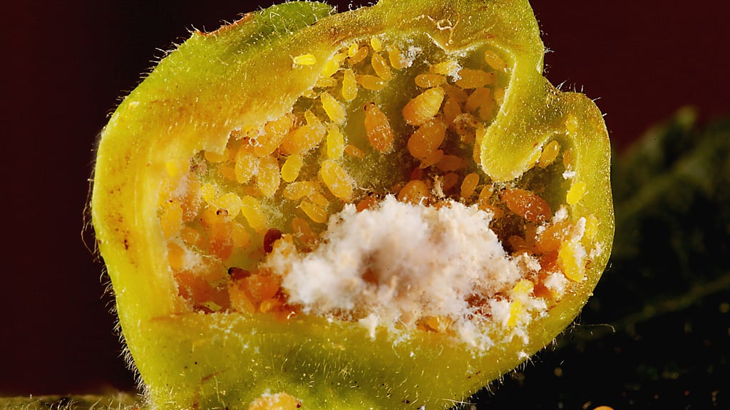 In den Ulmen am Kanal oder am Weg zur Rabeninsel haben es sich diese Mitbewohner gemütlich gemacht. 