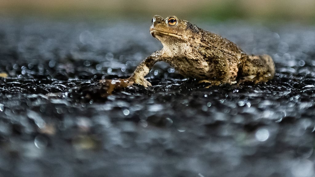 Gefährliche Reise: Jedes Jahr sterben Tausende Amphibien auf Straßen während ihrer Wanderung zu den Laichgewässern.