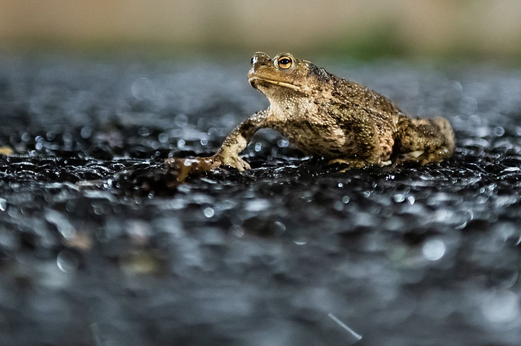 Gefährliche Reise: Jedes Jahr sterben Tausende Amphibien auf Straßen während ihrer Wanderung zu den Laichgewässern.