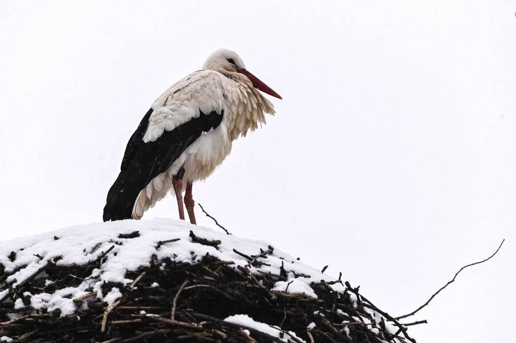 Trotz Wetterkapriolen sind die ersten Störche zurück.