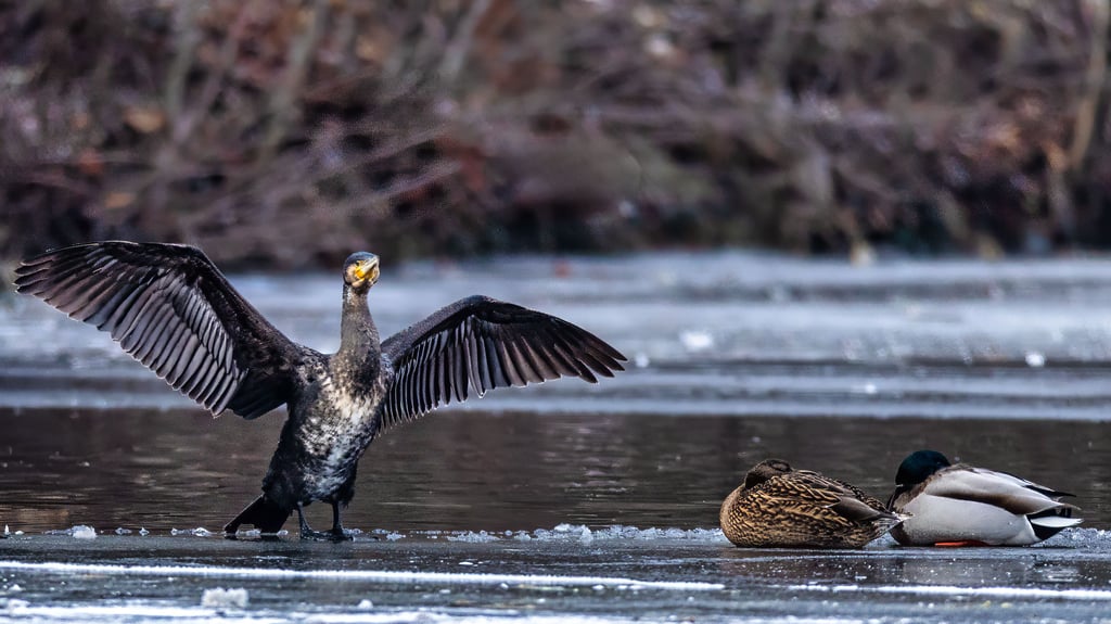 Ein Kormoran rastet im Winter 2026 auf dem Forellenteich in Ilsenburg neben zwei Enten.