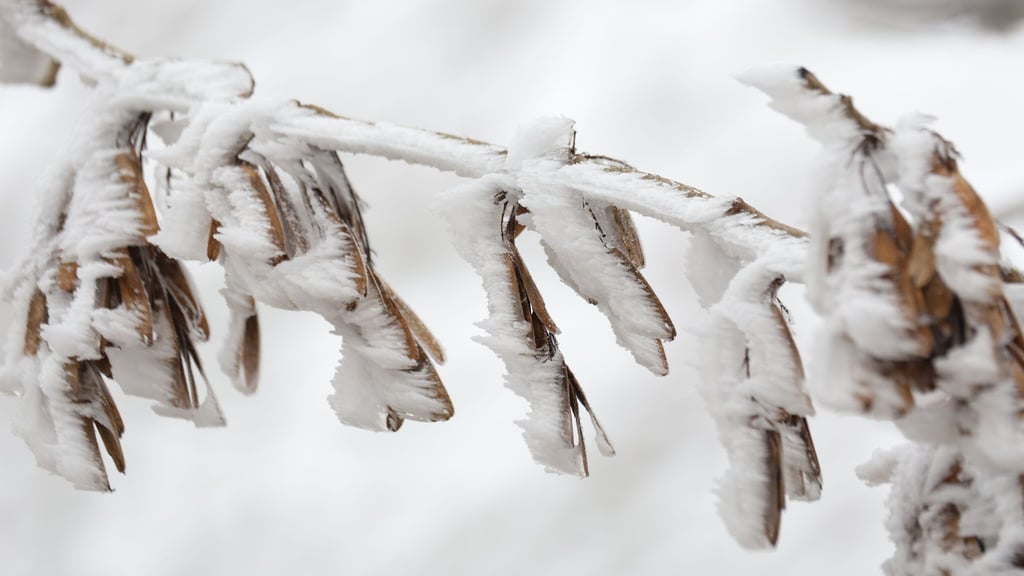 In Sachsen-Anhalt werden nachts Temperaturen von bis zu minus zwölf Grad erwartet.