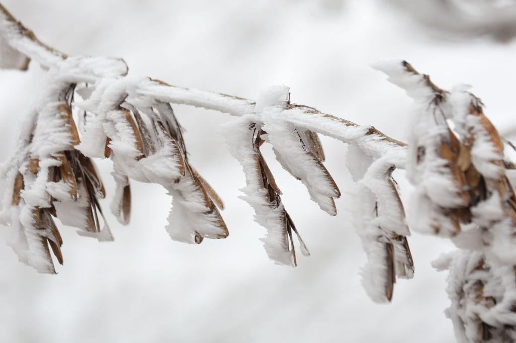 In Sachsen-Anhalt werden nachts Temperaturen von bis zu minus zwölf Grad erwartet.