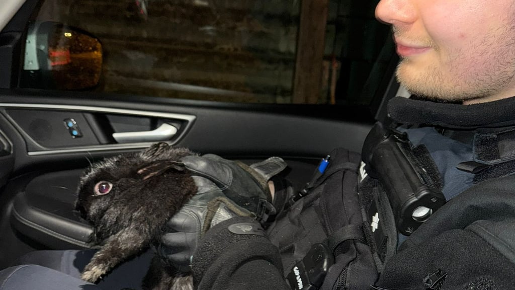 Die Beamten konnten den Ausreißer mit dem taktischen Einsatz einer Decke dingfest machen.