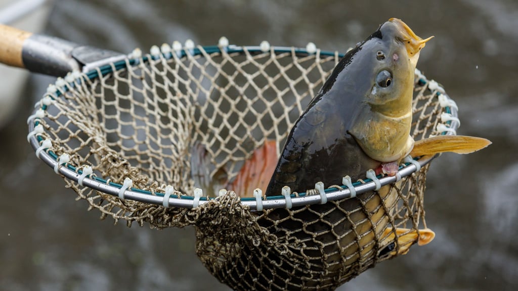 Ums Karpfenangeln geht es für ein Wochenende in Magdeburg.