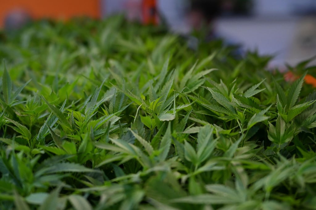 Rund 700 Pflanzen entdeckten die Ermittler. (Symbolbild)