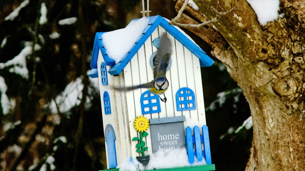 Noch liegt Schnee, aber bald beginnt die Brutzeit – höchste Zeit, um Nistkästen aufzuhängen.