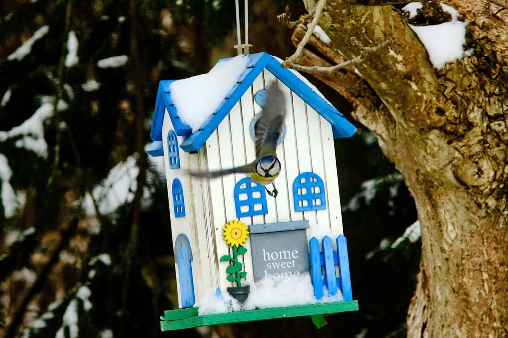 Noch liegt Schnee, aber bald beginnt die Brutzeit – höchste Zeit, um Nistkästen aufzuhängen.